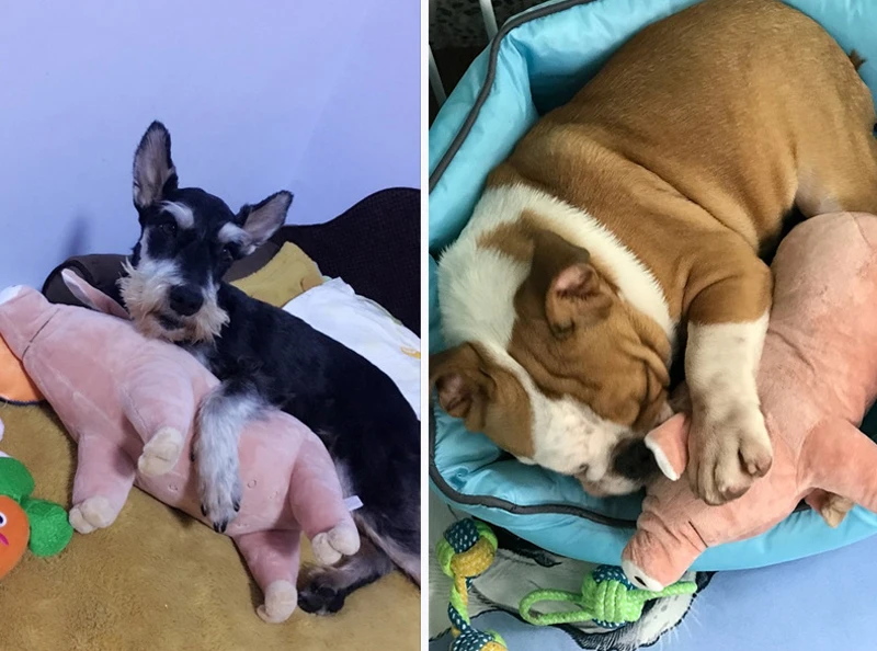 2017 новое поступление Подушка с изображением собак Милая свинка Спящая партнер