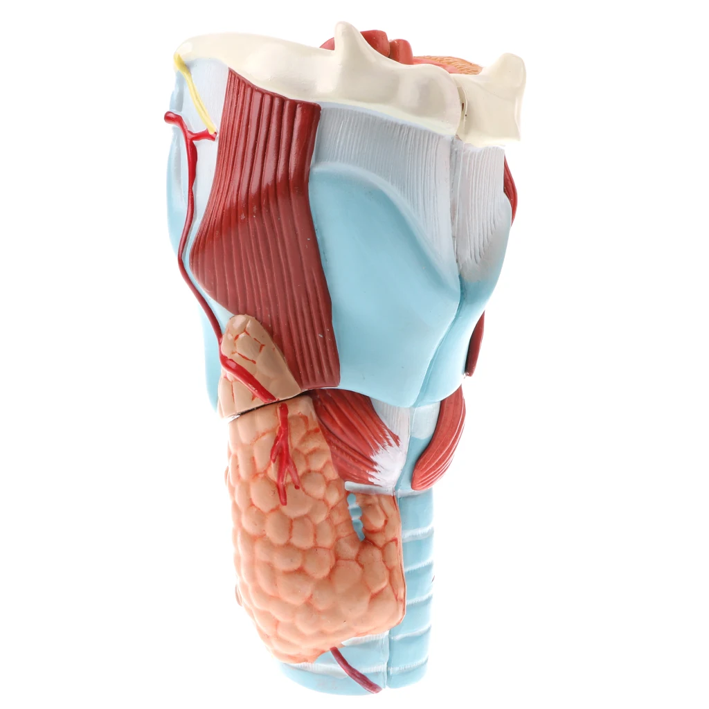 5 шт. модель Pharynx Larynx лабораторное оборудование для обучения|Наука| |