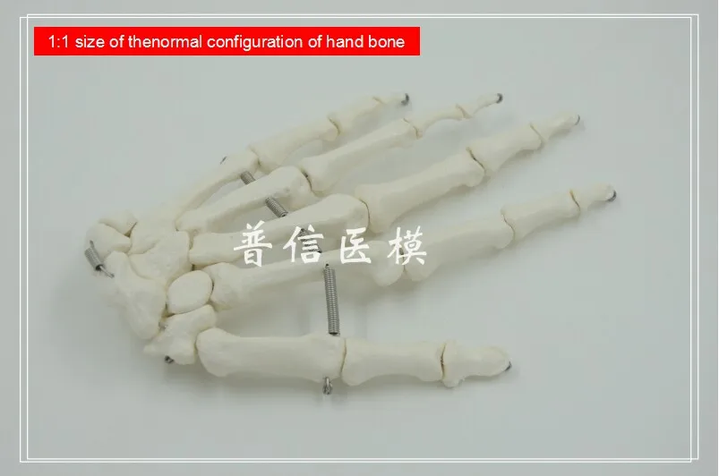 

Free shipping&1:1 size of the normal configuration of hand bone model,medical teach for orthopedics department of massage.