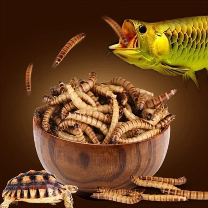 Сушеный червь Аквариум Пруд рыба рептилия дикая птица еда хомяк семена птицы ящерица черепаха Arowana Tenebrio корм для курицы
