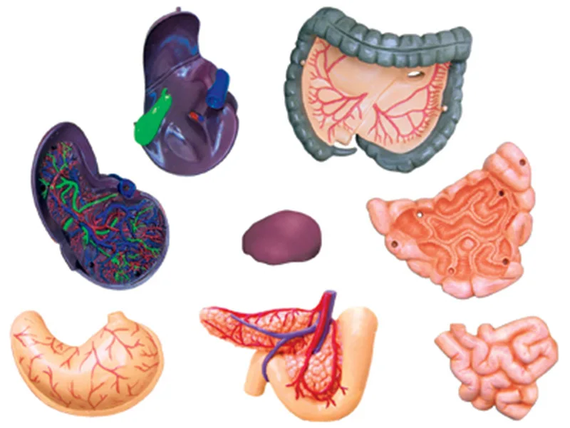 1:2.5 Human Body 4d Puzzle Assembling Toy Organ Anatomical Model Medical Teaching | Канцтовары для офиса и дома
