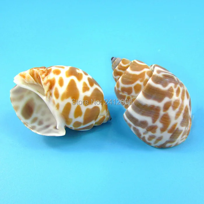 Природные белые морские раковины Желтые пляжные улитки ремесло аквариум пейзаж