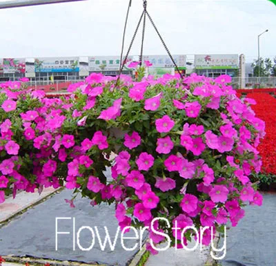 17 Лимонный ломтик Superbells calibachoa Petunia годовой Цветочный ЗАВОД, 100 растение в упаковке, 24 цвета на выбор,# WI1AJX - Цвет: 17