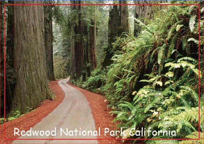 Дорожные магниты на холодильник 78*54 мм Редвуд национальный парк Калифорнии