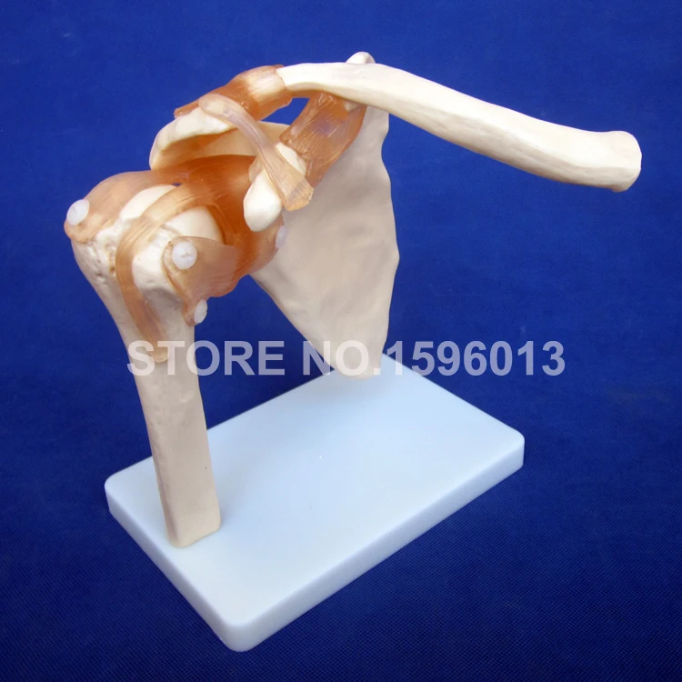 Модель плечевого сустава анатомическая модель кости с связкой|shoulder joint model|bone