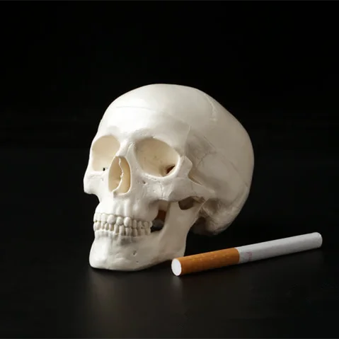 1PCS Mini Skull Human Anatomical Anatomy Head Medical Model Convenient 92x99x71mm Home Decoration