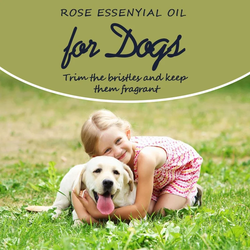 Эфирные масла для кошек и собак 10 мл эфирное масло питомцев с ароматом лаванды