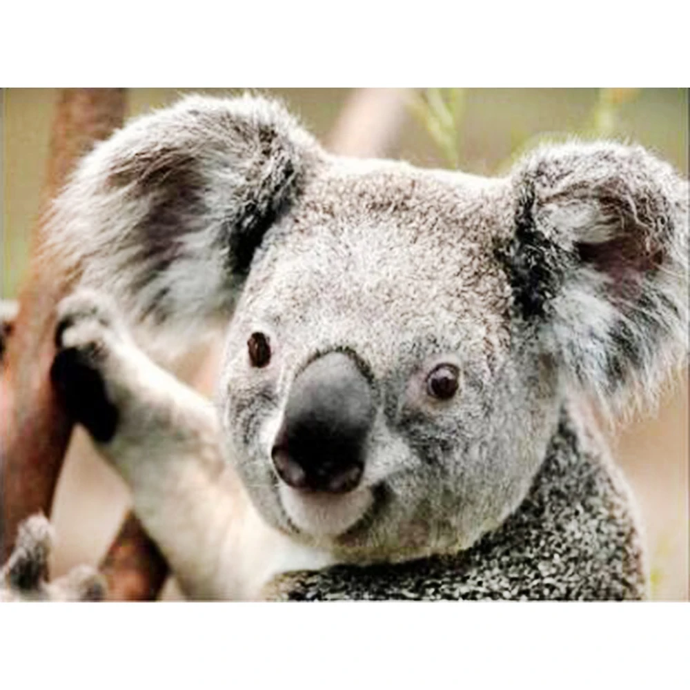 Полностью сверлильный квадратный алмаз 5D алмазная картина коала Алмазная