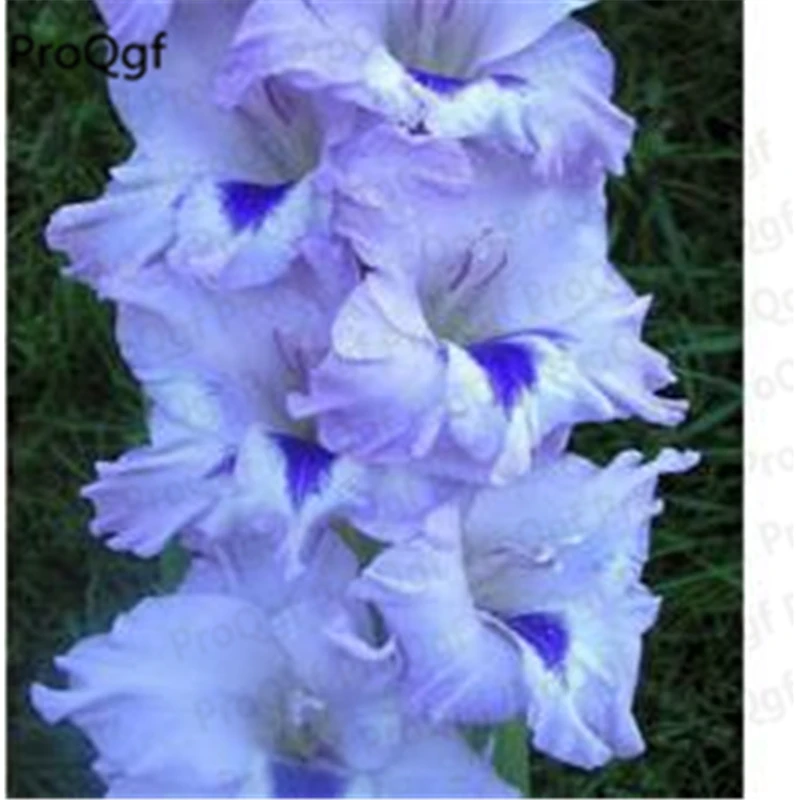 Ngryise 10 шт набор Vaniot Houtt gladiolus лампочка