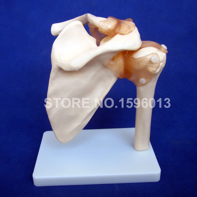 Модель плечевого сустава анатомическая модель кости с связкой|shoulder joint model|bone