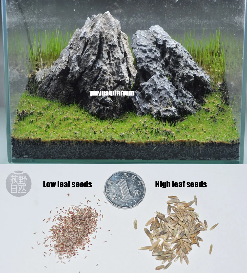 Eleocharis Acicularis аналогичный передний ковер растения для воды семена аквариума живой