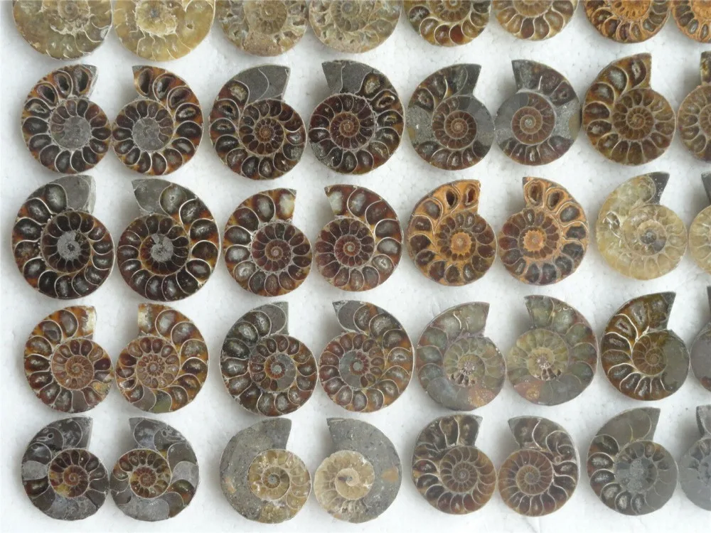 35 пар натуральный разрез мелового аммония FOSSIL интерьерный дисплей 955 г | Дом и сад
