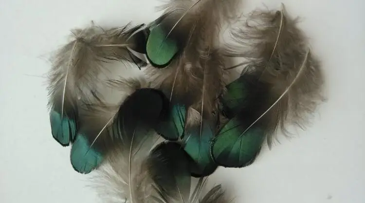 100 шт/Партия DIY peafowl натуральный Павлин Зеленые перья/ювелирные изделия волосы свадебное платье аксессуары павлиньи перья