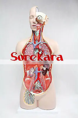 85 см анатомии человека Средства ухода за кожей магистрали разрез Органы