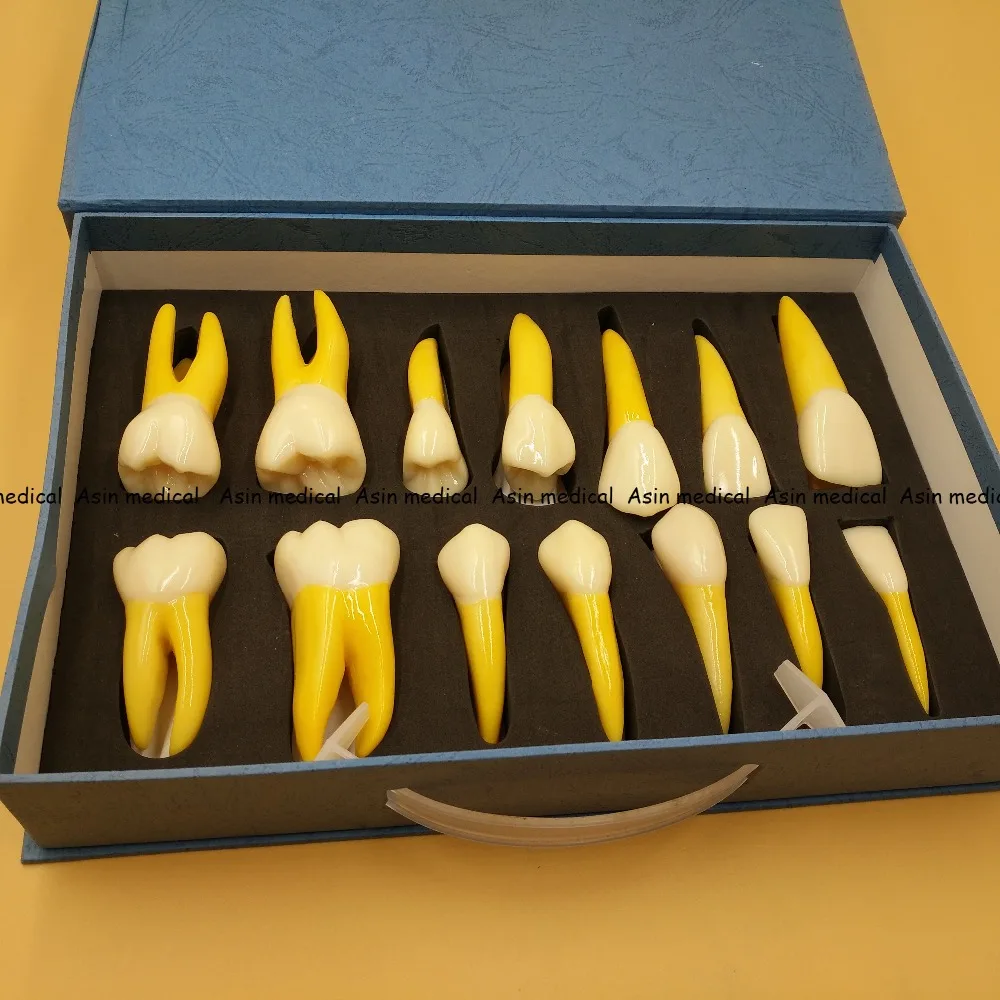 G Quality NEW 4 Times Permanent Anatomical / (Right 14) whole teeth model