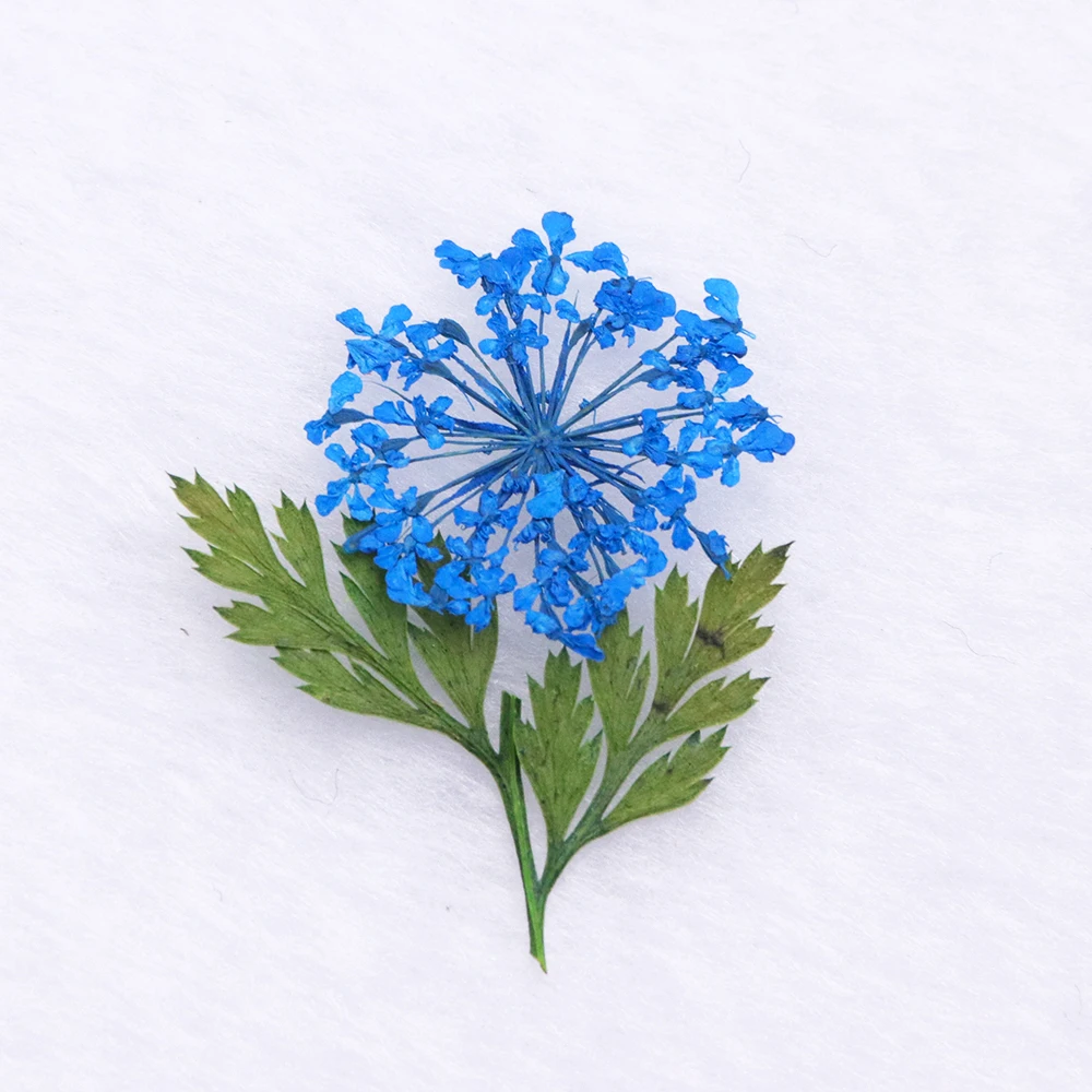 Маникюрные украшения для ногтей 3D сушеный цветок смешанный сохраняемый ромашка