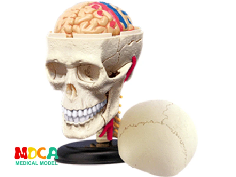 Skull 4d master puzzle Assembling toy human body organ anatomical model medical teaching model spider 4d master puzzle assembling toy animal biology organ anatomical model medical teaching model