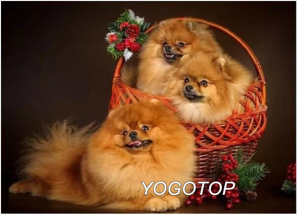 Зеленый YOGOTOP diy Алмазная вышивка собака шпиц животное алмазная живопись полный квадратный/круглый мозаика Стразы Рождественский подарок YY457 - Цвет: Зеленый