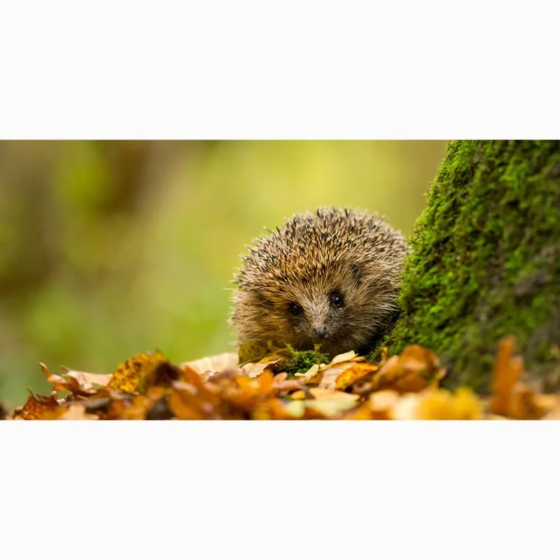 С принтом ЁЖ полотенце для пляжа из микрофибры быстросохнущее Спортивное банное