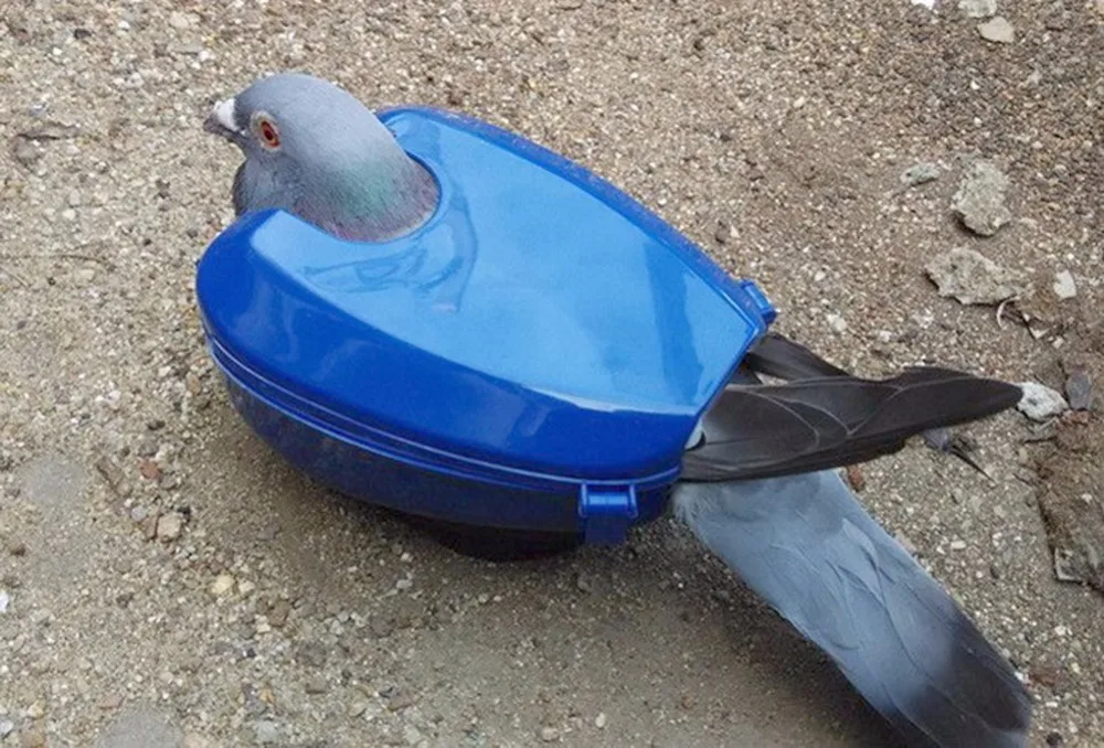 Pigeon инструменты фиксированная коробка корма голубь Данные лекарственные средства устройства синий голубь оборудование держатель для птиц