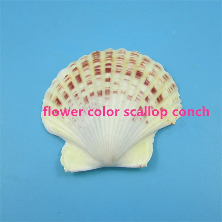 

4-6cm Natural flower color scallop conch shell fish tank decorative landscaping floor Mediterranean home style decorative