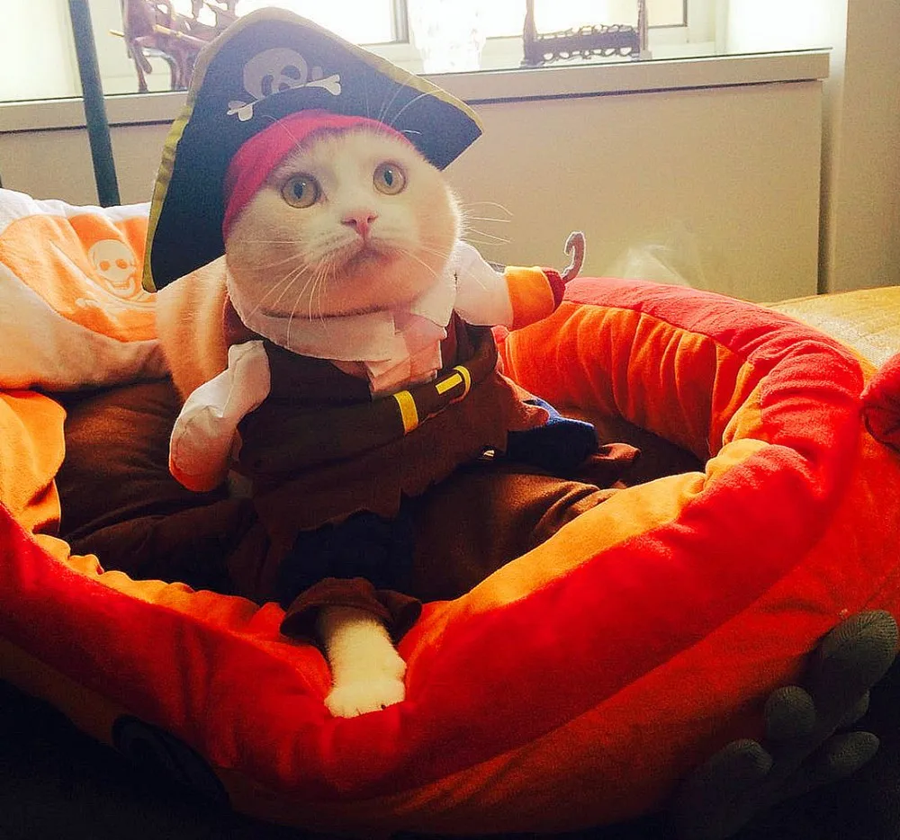 Милая мультяшная собака забавное моделирование Пираты для кошек собаки платье