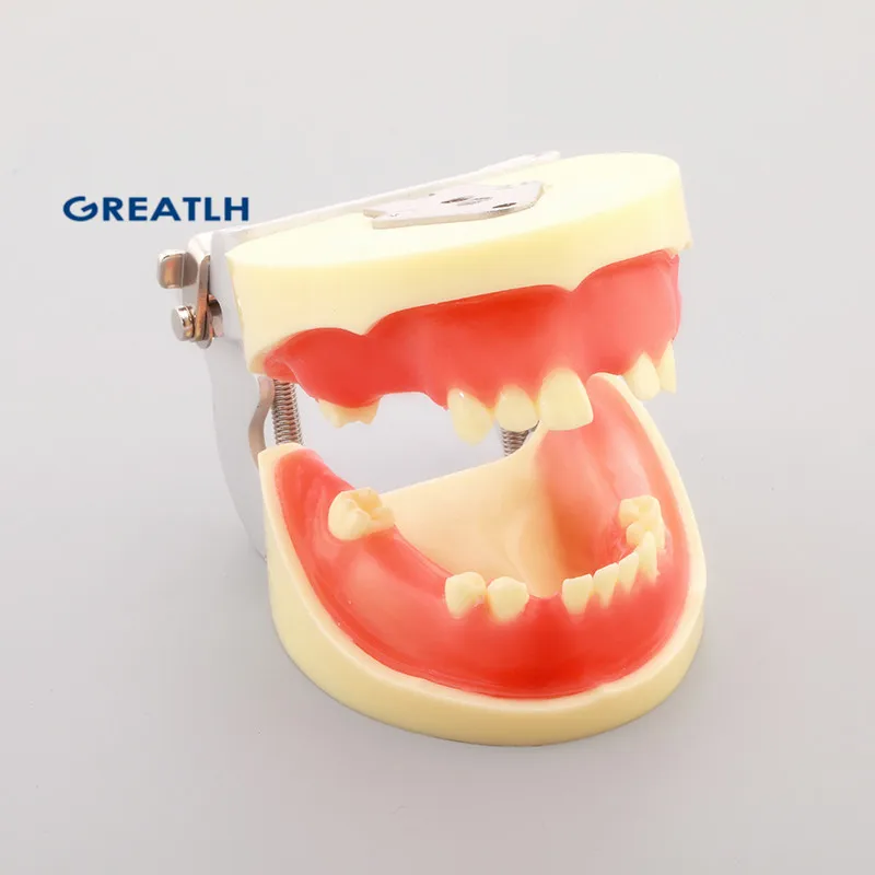 Dentl для тренировки имплантации модели стоматологические зубов