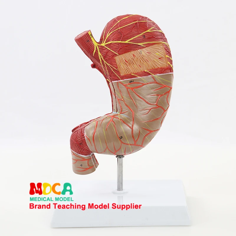 Gastric Muscle Neurovascular MCW010, a Medical Organ Model of Human Digestive System with Double Anatomy of Big Stomach a study of two organ chorale preludes of bach transcribed by kempff