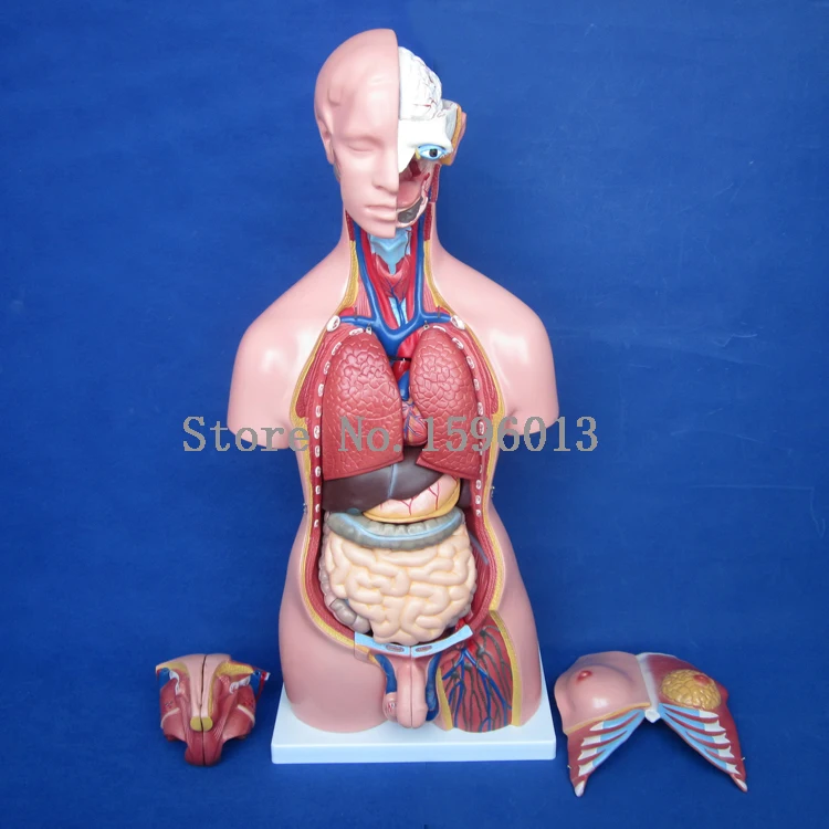 Торс унисекс 85 см с внутренними органы 23 части модель торса человека|parts diesel|parts
