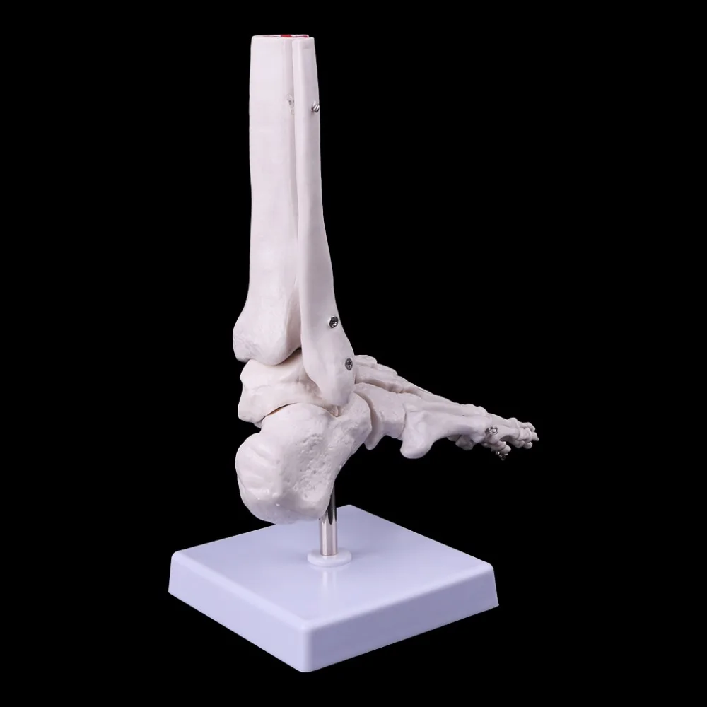 

Life size Foot Ankle Joint Anatomical Skeleton Model Medical Display Study Tool