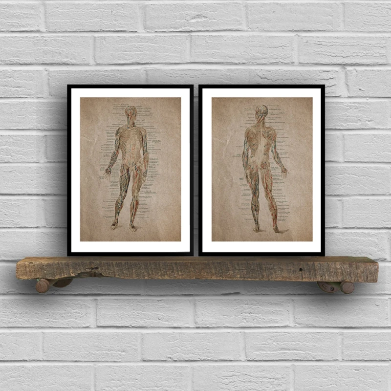 Анатомия человеческого тела винтажные постеры и принты человеческие мышцы