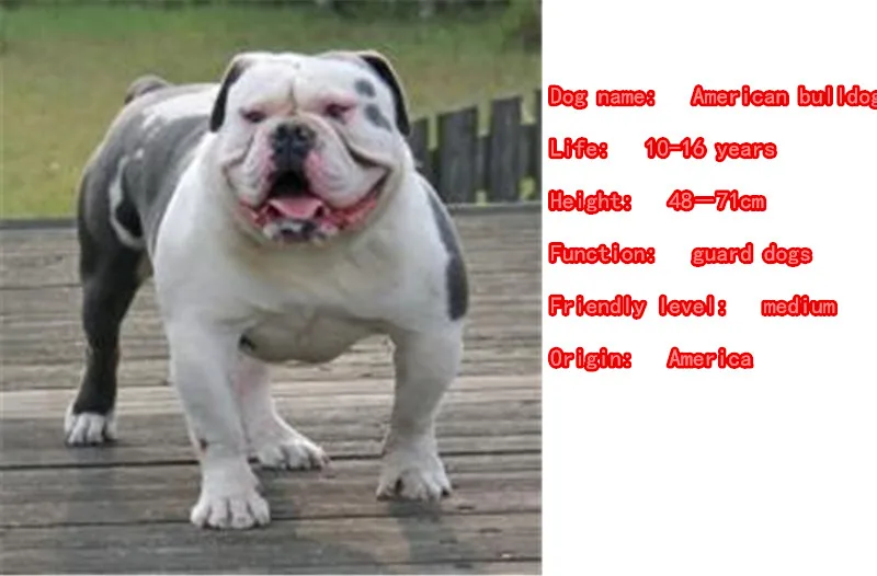 Американский бульдог Собака Животное подвеска для кошелька и сумочки ручной