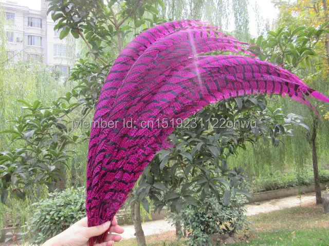 

Wholesale perfect 100pcs high quality natural Lady Amherst Pheasant Feathers 32-36inch/80-90cm Decorative diy Rose