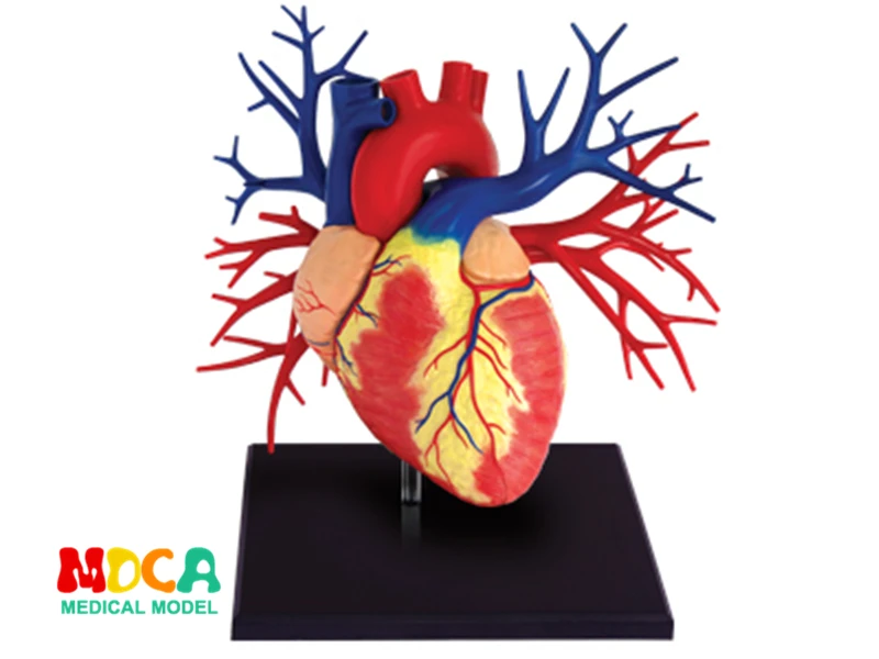 1:1 Cuore 4d maestro Montaggio di puzzle del giocattolo corpo umano organo anatomico modello di insegnamento medico