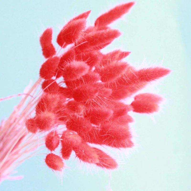 Натуральный кроличий хвост трава бытовой сушеный цветок гостиная вечерние праздничные украшения вечерние принадлежности 30 шт