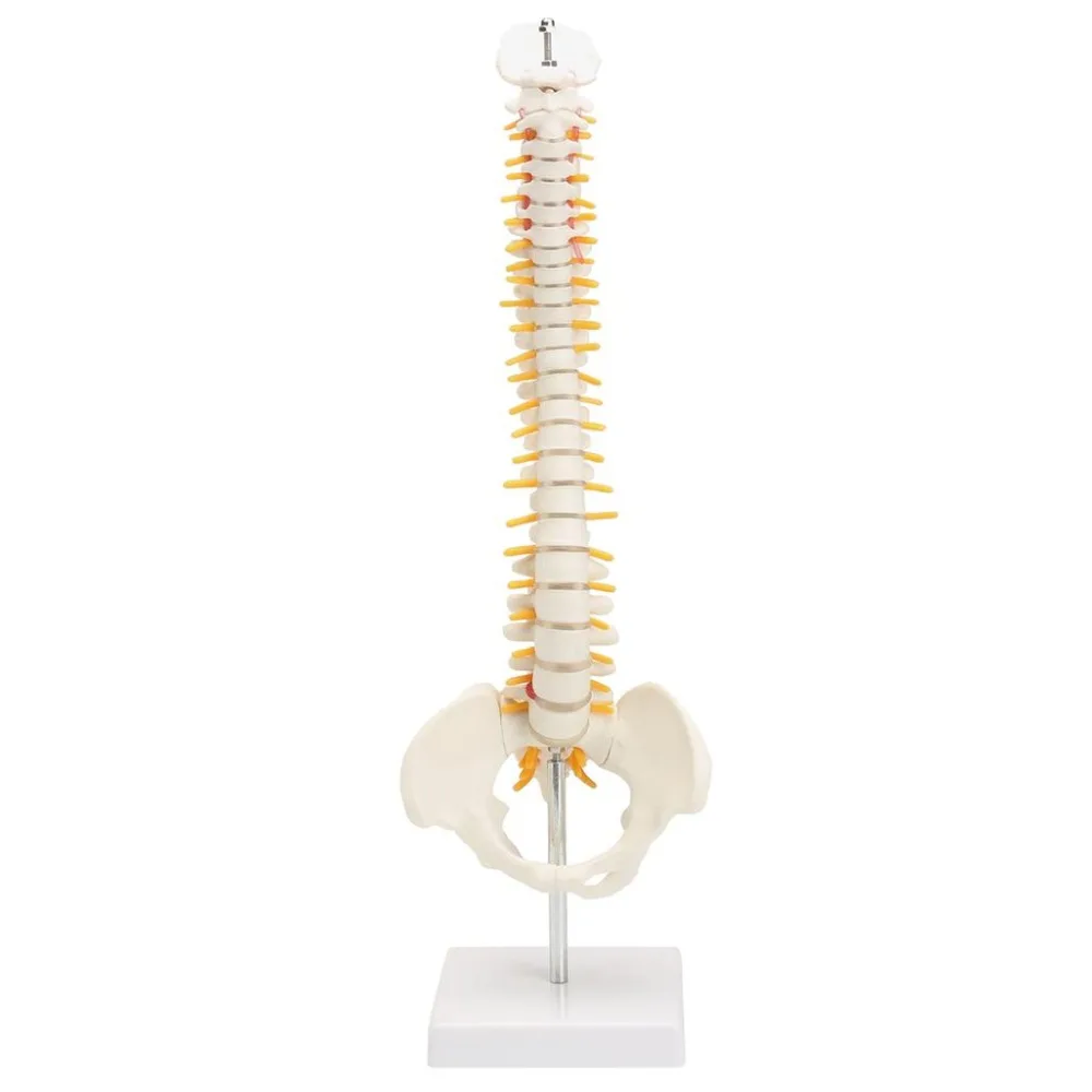 

45cm human spine with pelvic model Human Anatomical Anatomy skeleton supplies and equipment Medical spinal column models