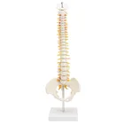 Модель человеческого позвоночника, 45 см, анатомическая модель таза анатомический скелет, медицинские модели спинного столба