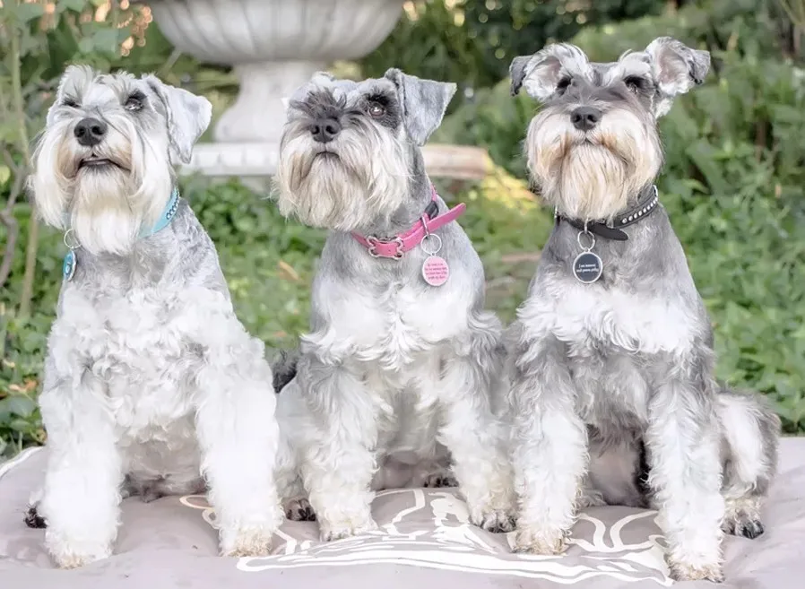 Schnauzer пазл собака фотографии на заказ алмазная живопись, полная, 3d daimond вышивка, квадратные стразы, мозаика 5d Вышивка крестиком картина - Цвет: 3