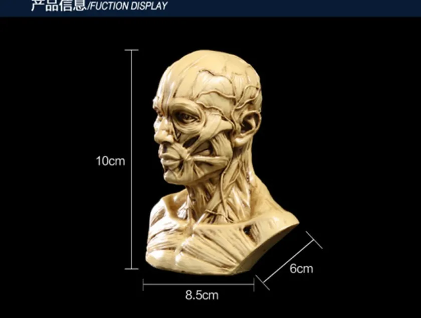 Человеческая мышца череп голова Смола Модель школы медицинский художник рисунок