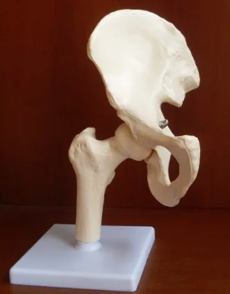 

Human hip joint model hip Anatomy model free shipping
