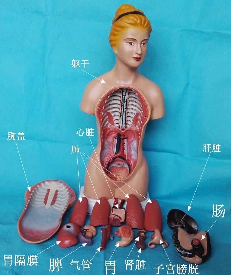 45cm Human Torso Model 16pcs Assembled Medical Anatomy Body Anatomical Kids Assembly Science Educational Toys | Канцтовары для