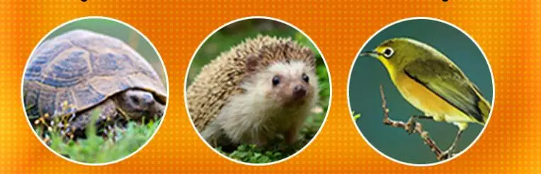 500 г Сушеные Mealworms для аквариумных рыб корма рептилия, черепаха-Хомяк дикая птица корм для домашних животных