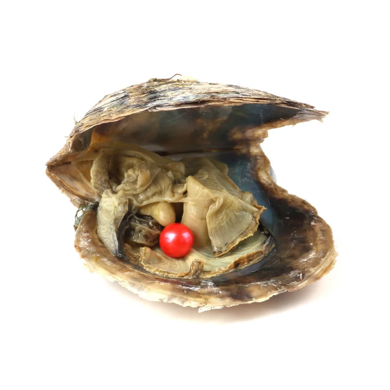 10 шт Oyster соленая вода с круглым жемчугом внутри случайный цвет (6 5 7 мм)|Бусины| |