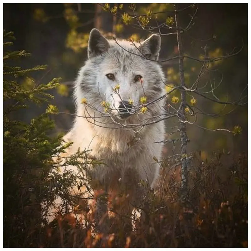 

5d diy diamond painting wolf full square animal sticker 3d round diamond embroidery forest wolf icon 3d mosaic crafts