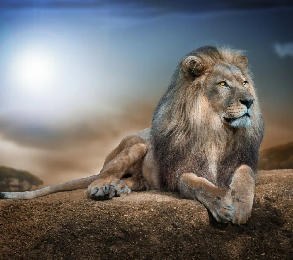 Набор для вышивки львом крестиком 14 карат сделай сам|kit chelsea|stitches clothingstitch pattern |