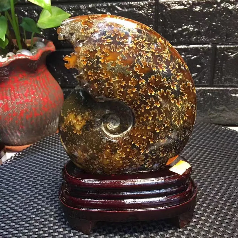 Минеральные Кристаллы окаменелая Улитка-аммонит минеральные натуральные камни для украшения фэншуй