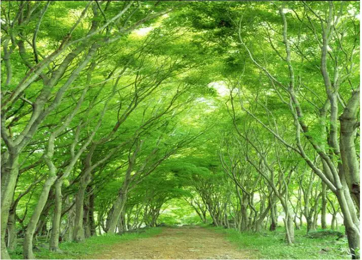 Настенные 3d обои на заказ нетканые настенные Стикеры 3 d стенд с обеих сторон