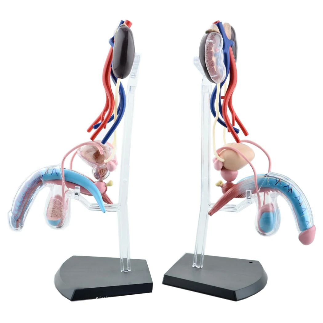 Male reproductive system 4d  human body organ anatomical model medical teaching model