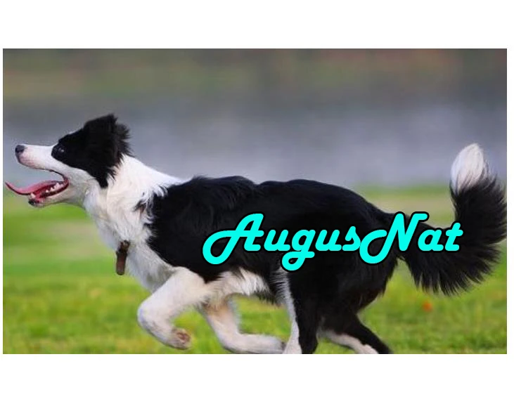 running dog diamond painting border collie daimond embroidery picture diamant mosaic stickers animals diamand art new arrivals | Дом и сад