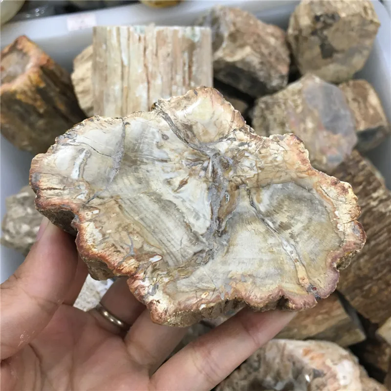

Pastoral style Home furnishing Natural wood fossil stone short-cut wood healing energy stone Purge negative energy